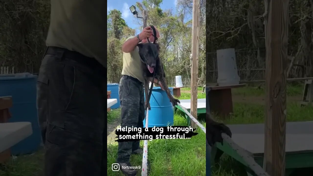 Dutch Shepherd learning to cross ropes. Success through stress motivates confidence.