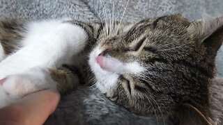 Sweet Lazy Cat Is Waiting for Pets