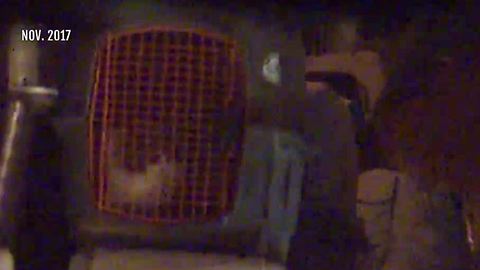 Alleged Pomeranian puppy breeder arrested