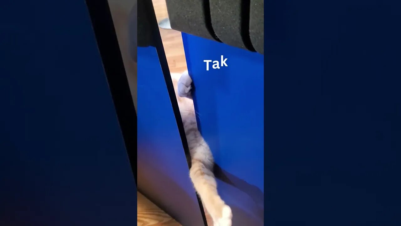 Pre Livestream Zen Meditation 1