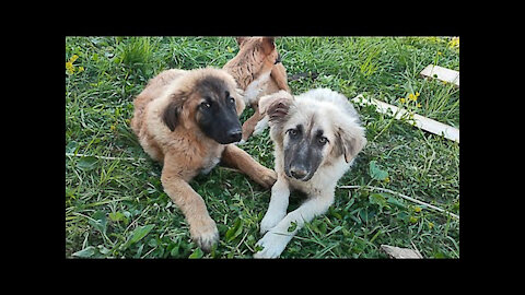 the puppies went for a walk with the owner!