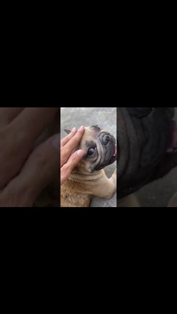 The skin disease of the dog I rescued has worsened, foot inflammation, and many diseases