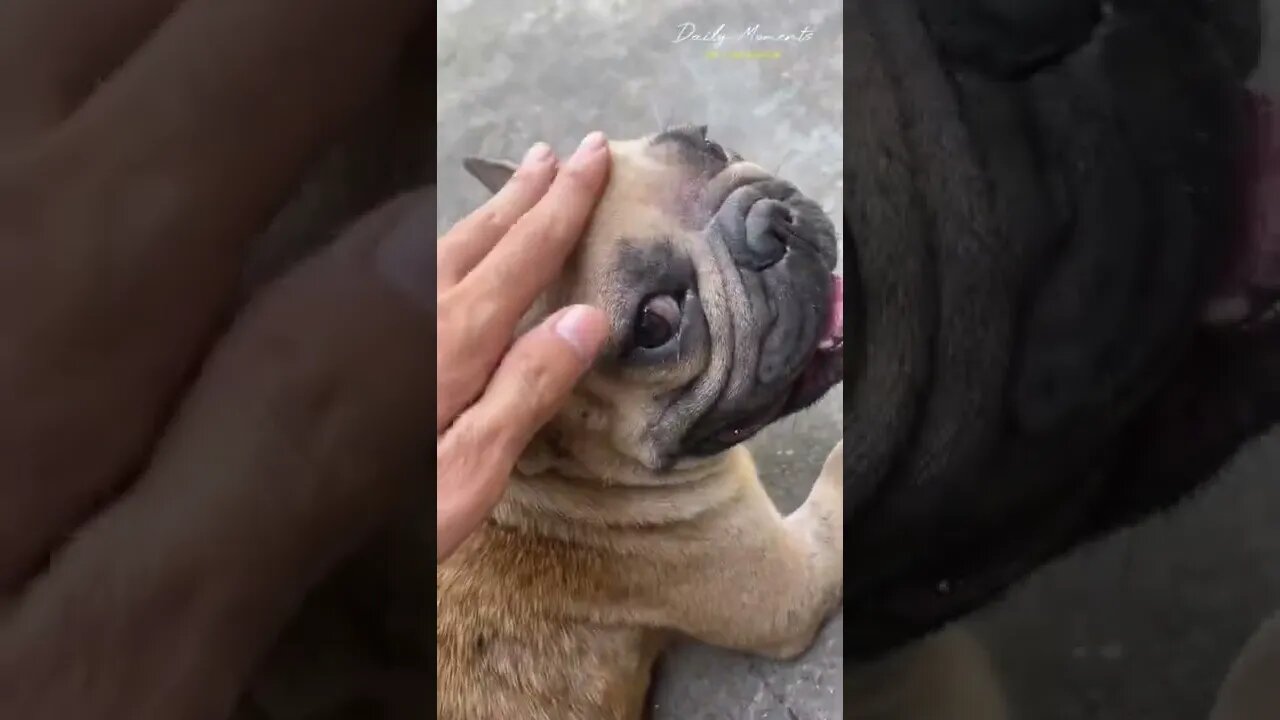 The skin disease of the dog I rescued has worsened, foot inflammation, and many diseases