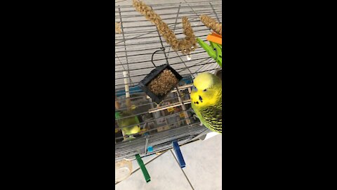 Big Budgie eat Food