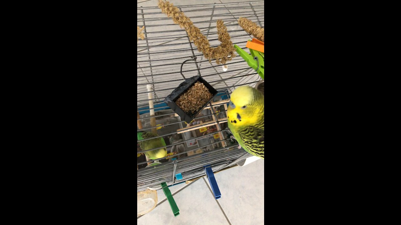 Big Budgie eat Food