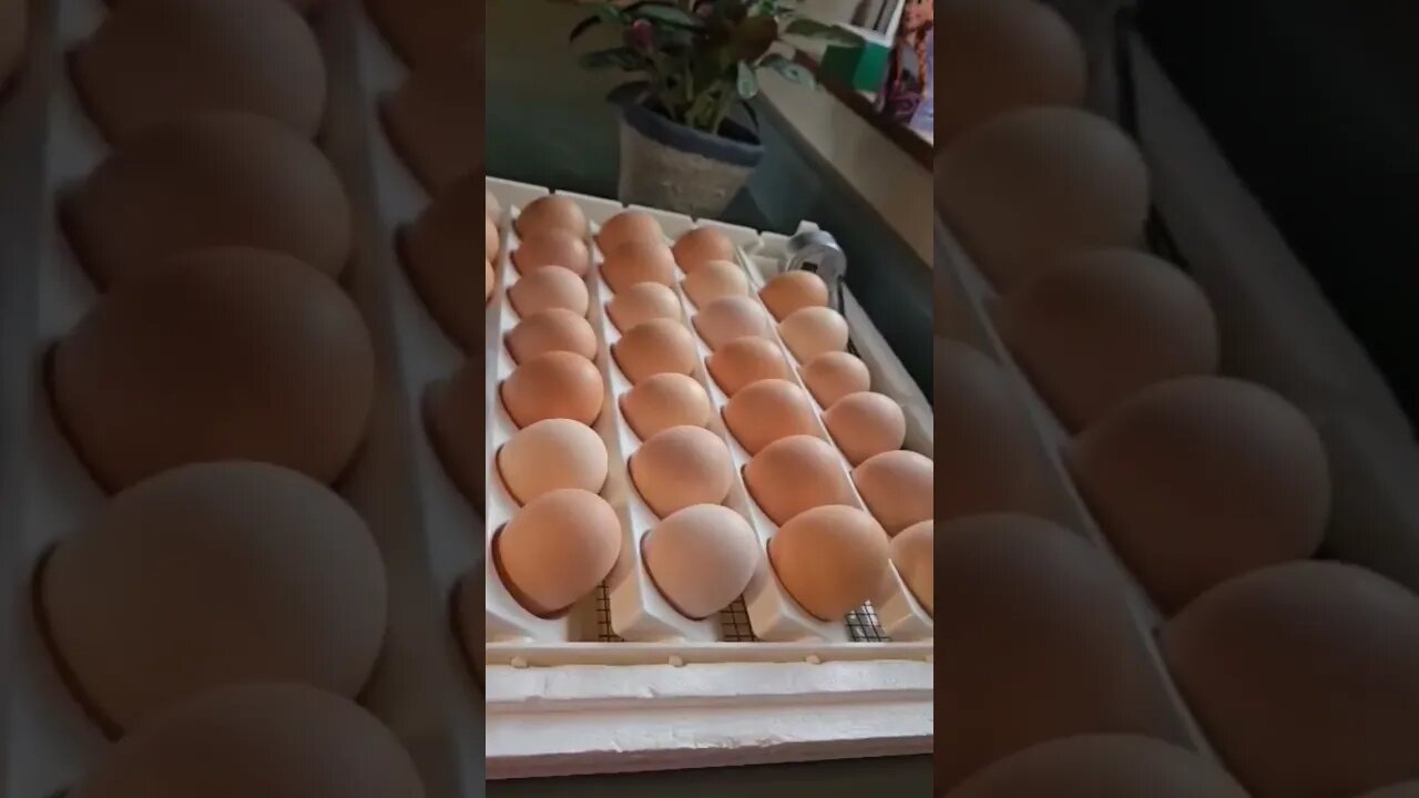 Hatching eggs with Mrs. B.