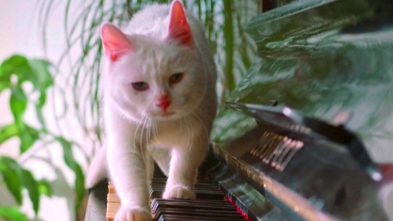 Smart curious kitty has musical skills