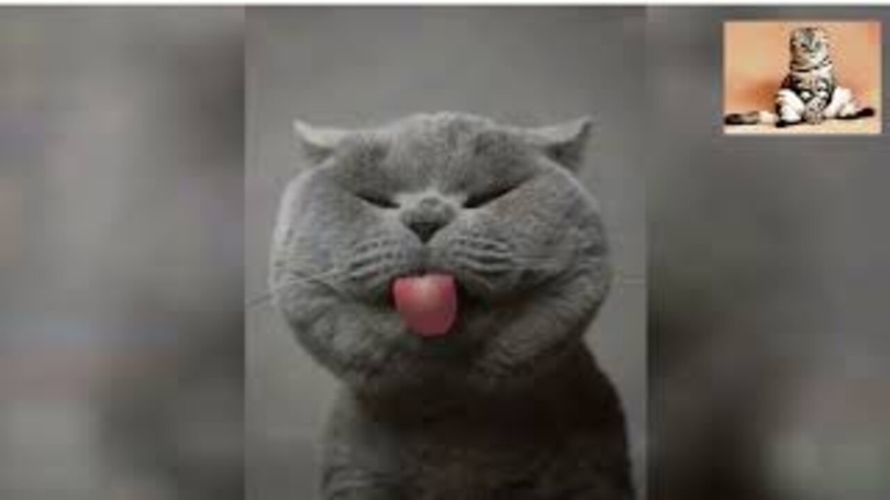 Best Funny Cat Videos 2021 😹