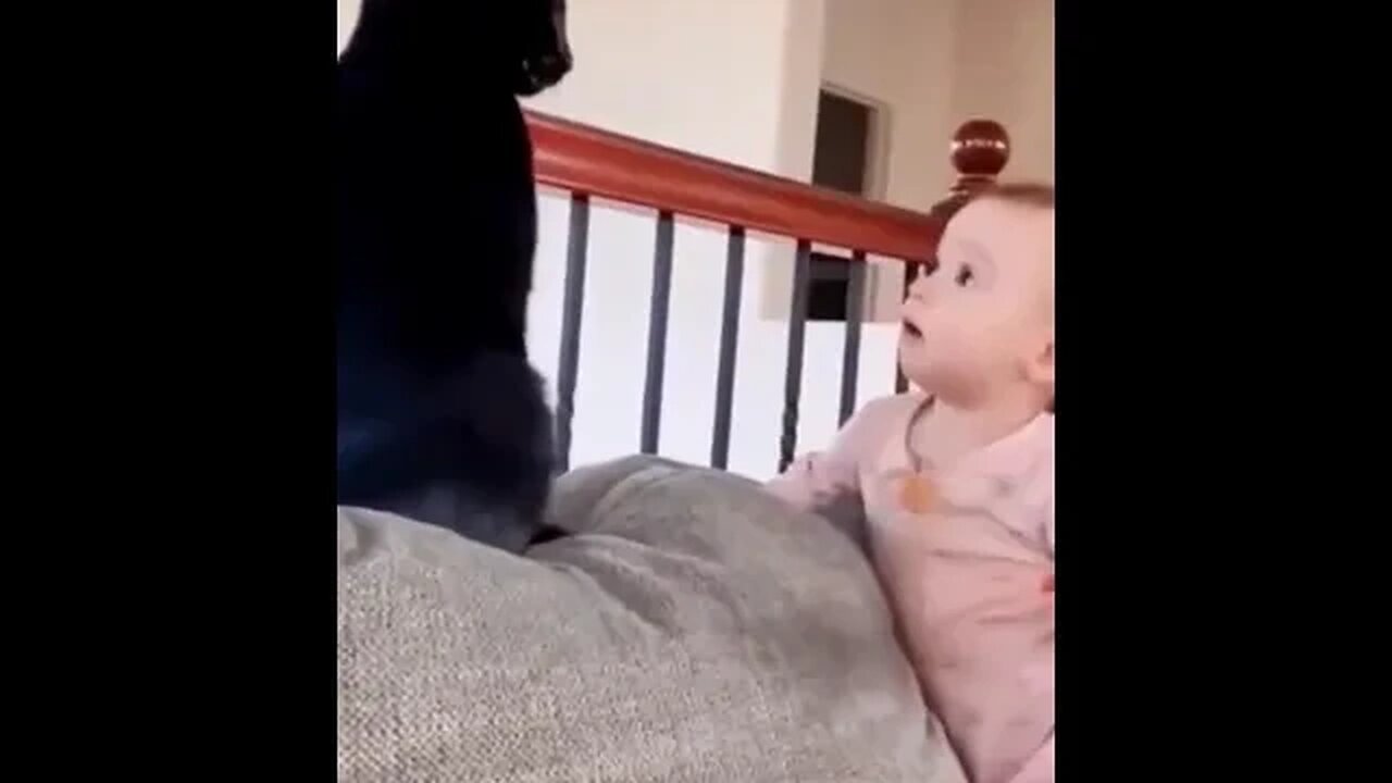 PLAYING CAT VIDEO MEAWWW