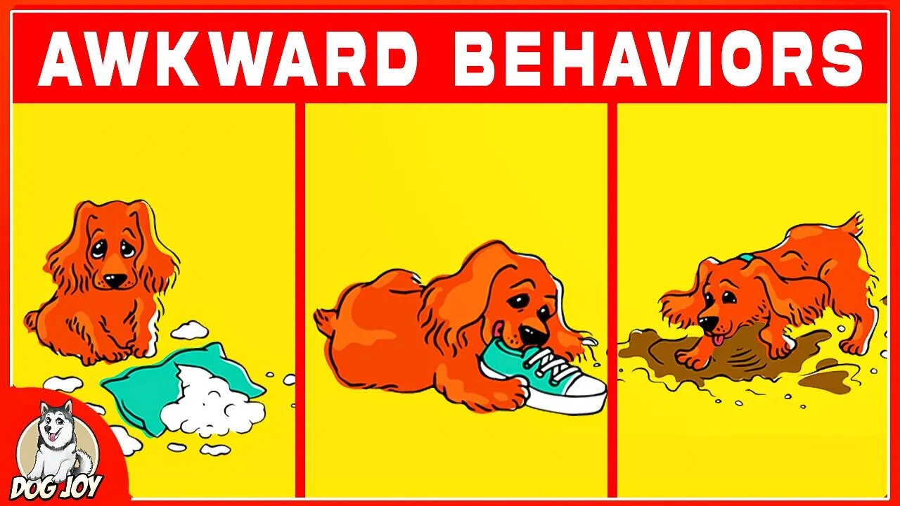 Top 10 Most Awkward Dog Behaviors Explained!