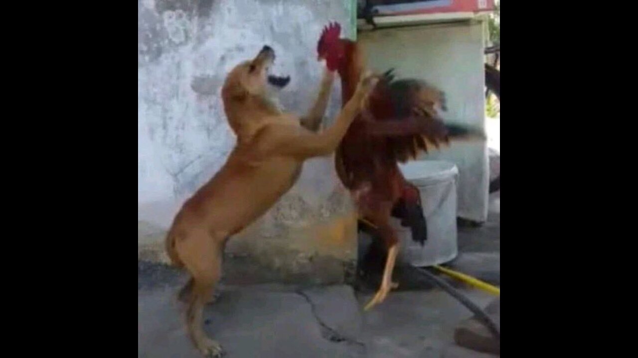 Chicken VS Dog Fight - Funny Dog Fight Videos