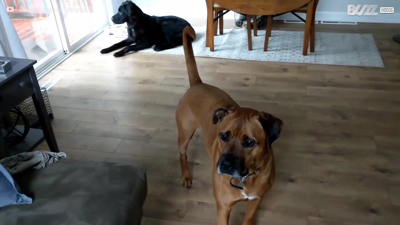 Tornado-alarm sätter igång hundylanden