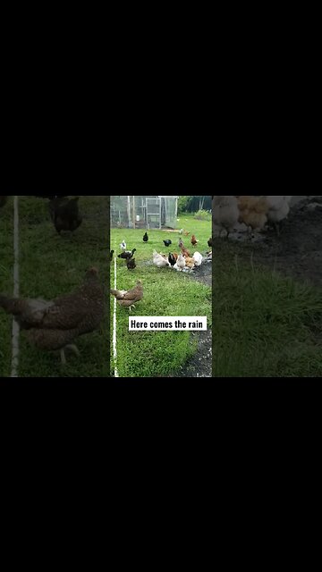 Scatter To Shelter #homesteading #chickens #chickenlife