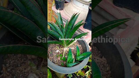 #shorts sansevieria