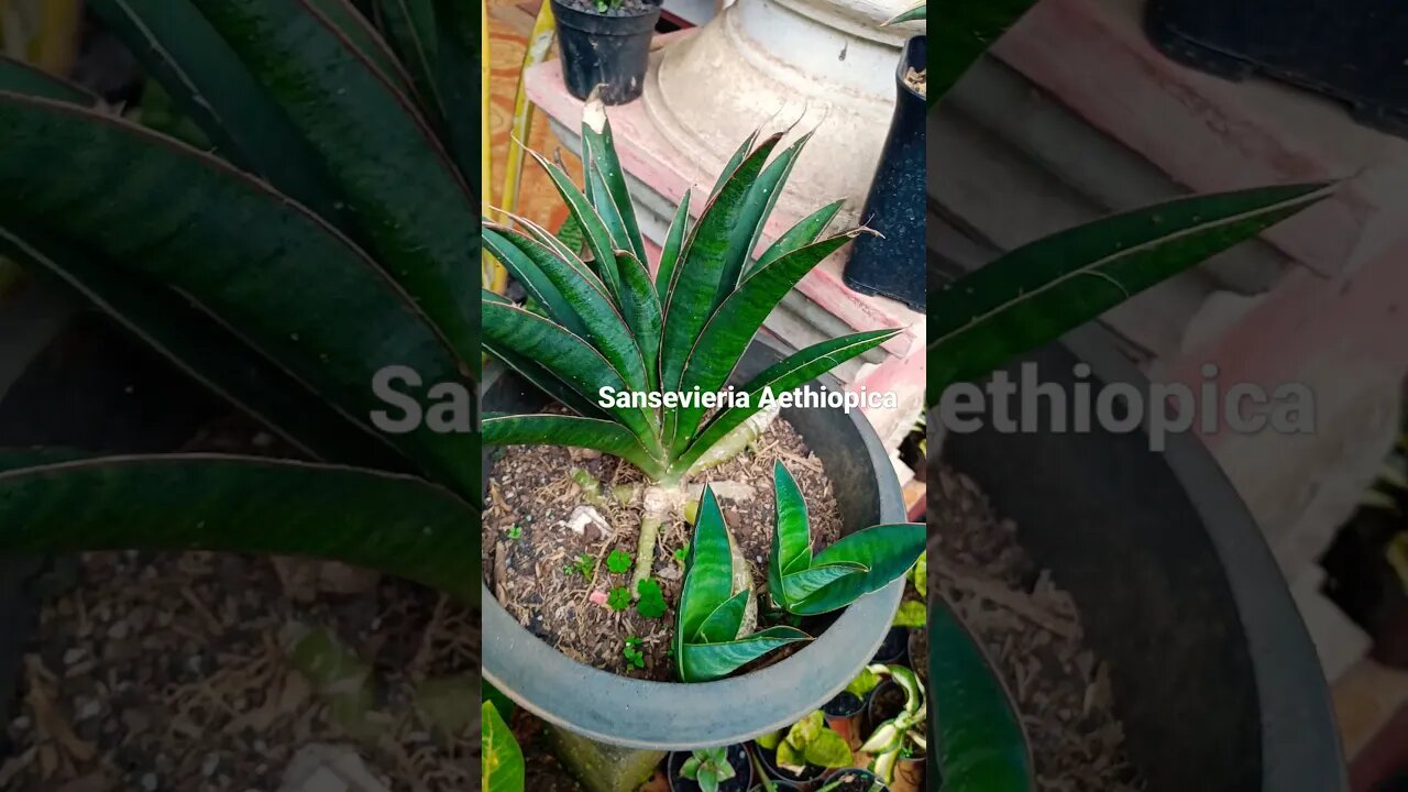 #shorts sansevieria