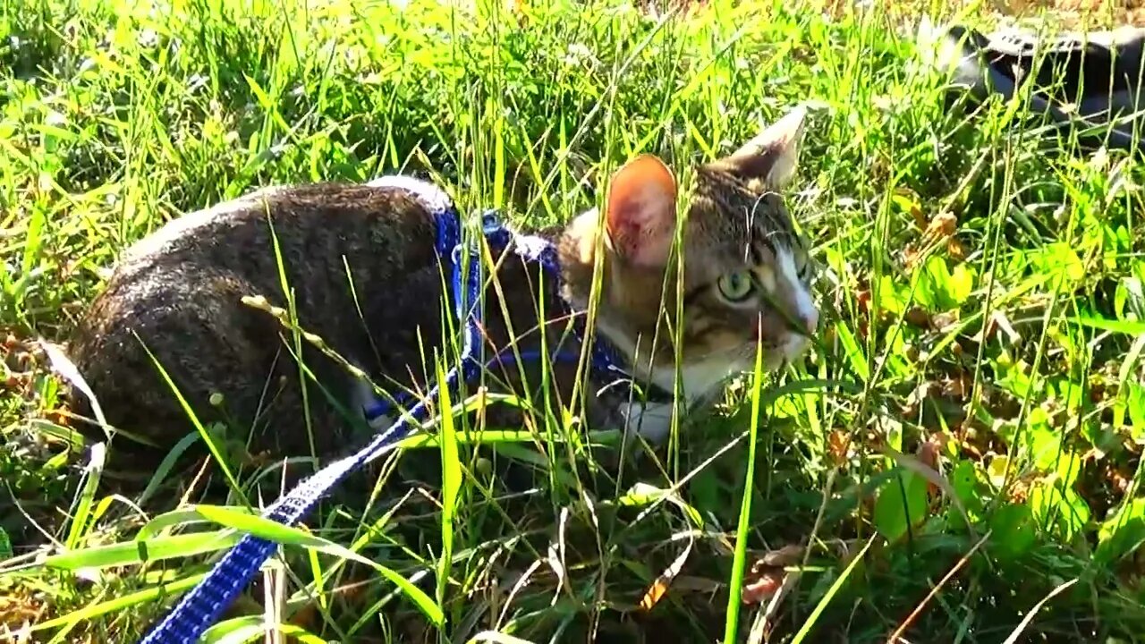 Attentive Kitten Hears a Crow