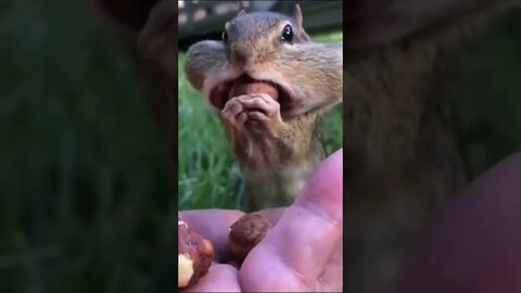 How MANY NUTS? 😱😂😍