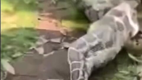 Python eats goat