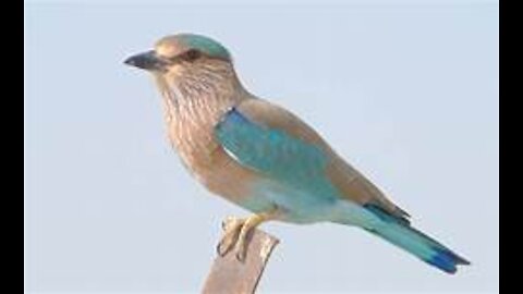 Birds or birds