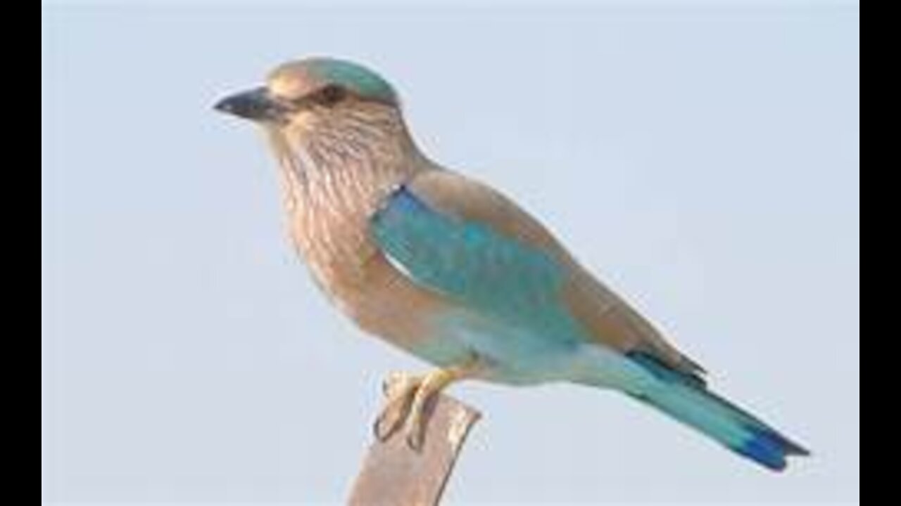 Birds or birds