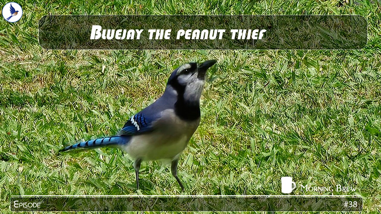 Our blue jay peanut thief