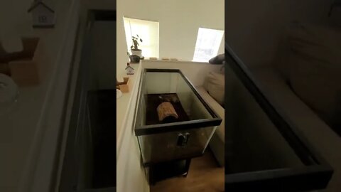 Turtle care