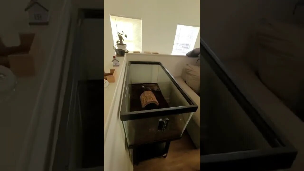 Turtle care