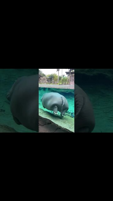 Los hipopótamos son lindos pero son conocidos por comerse a los cocodrilos 🐊