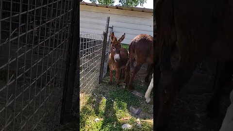 The #donkeys got out and a #cute #goat