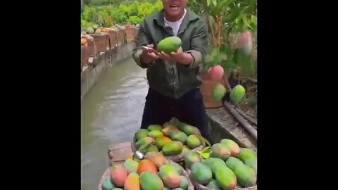 Mango Farm