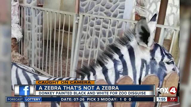 A zoo is accused of painting a donkey and passing it off as a zebra