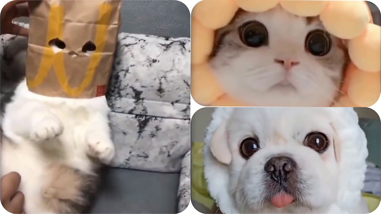 #2 Cute And Funny Pets|Love Pets