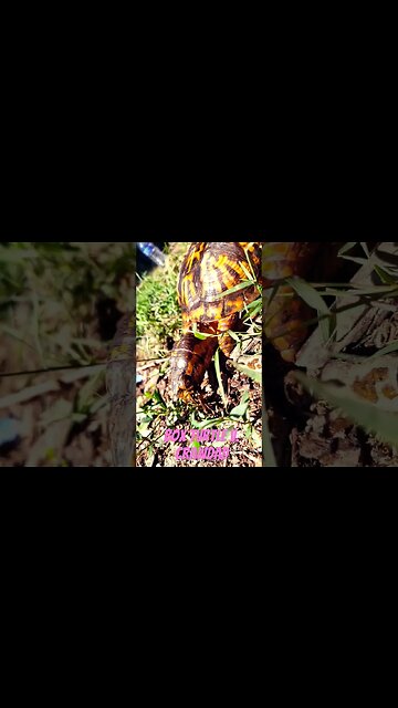 BOX TURTLE MUNCHIES! #funny #shorts #animals