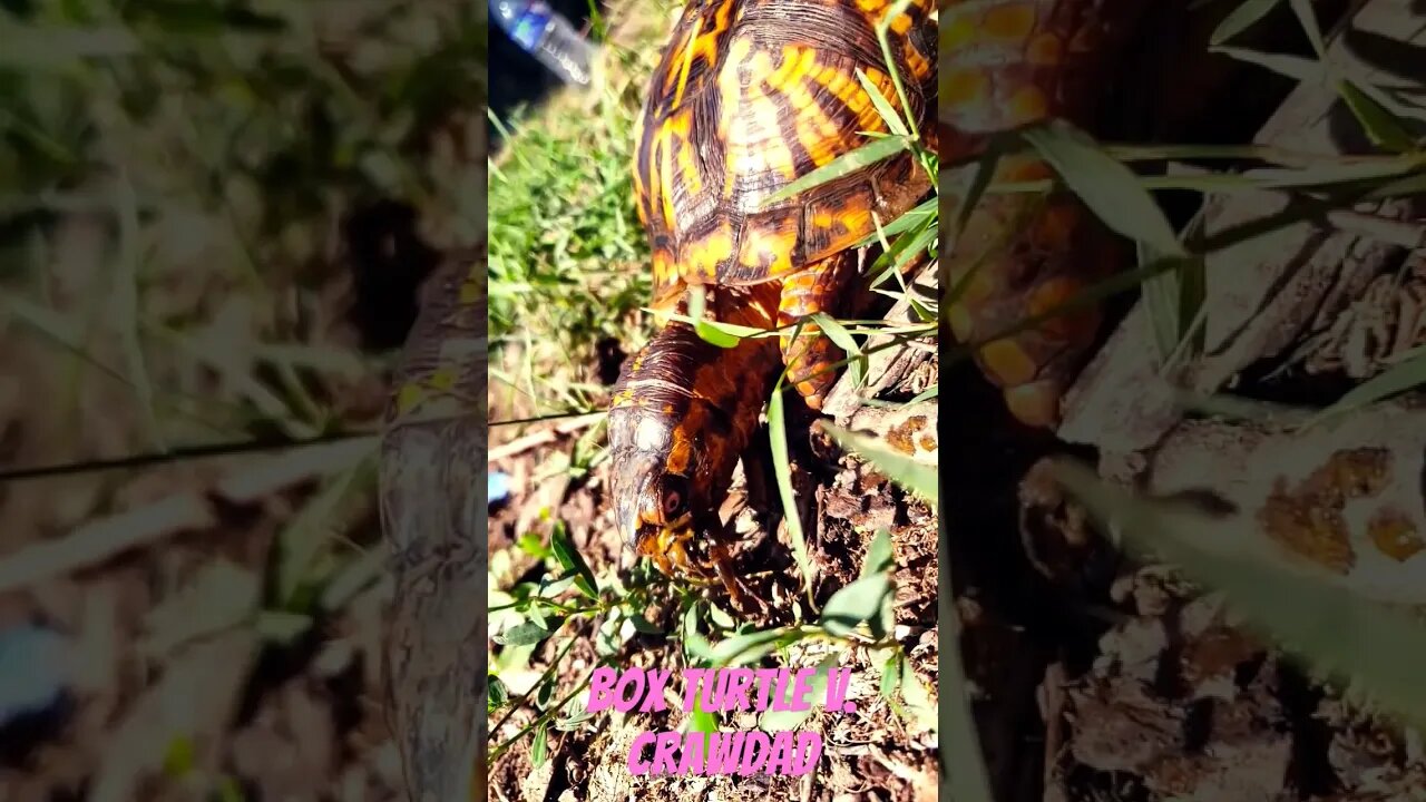 BOX TURTLE MUNCHIES! #funny #shorts #animals