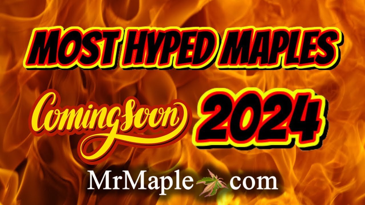 Top 20 Most Anticipated Japanese Maples Coming In 2024 | MrMaple Show Podcast