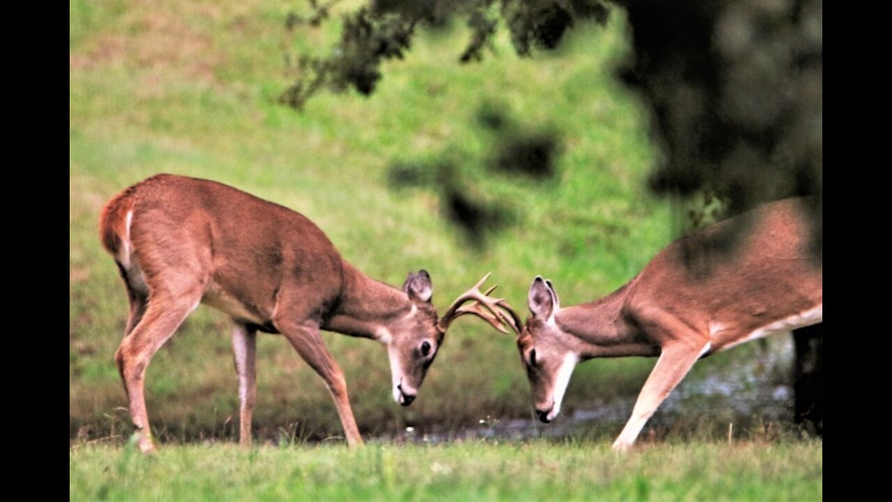 Las peores peleas de animales salvajes 😱👌