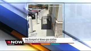 Dog left in cage outside Valrico Wawa