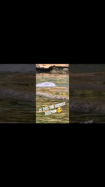 This Dolphin Was Just Done...