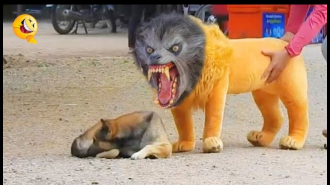 Troll Prank Dog Funny & fake Lion and Fake Tiger Prank To dog & Huge Box Prank to dog