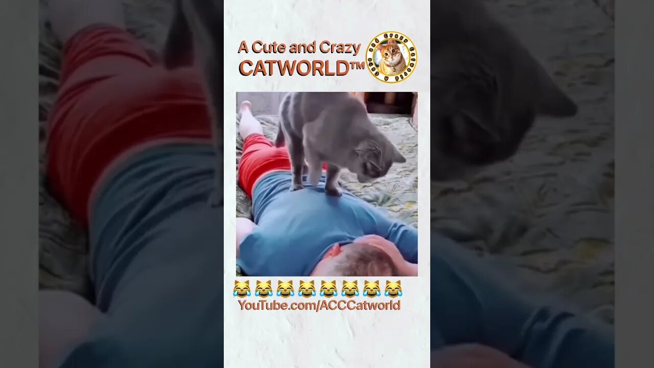 Try NOT to Laugh! 😹 Cat Opens Up…a Massage Parlor? Wow! 😻 (#206) | Funny Cat Videos #Shorts