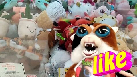 PEGANDO MAIS UM FEISTY PETS 🐱🐱, O TOURO NEM SE MECHE 😱😱😱