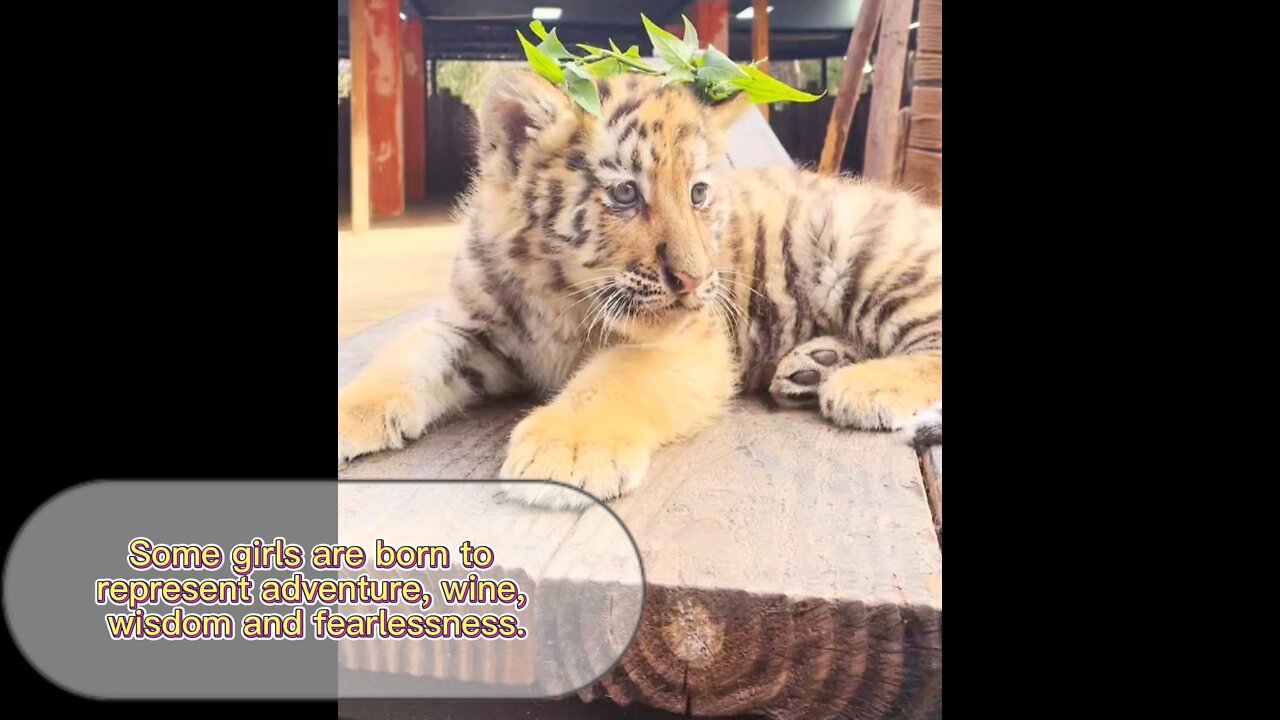 Pet tiger with small hat so cute