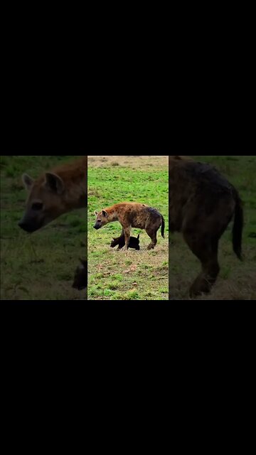 Cute Cub At A Hyena Den #shorts