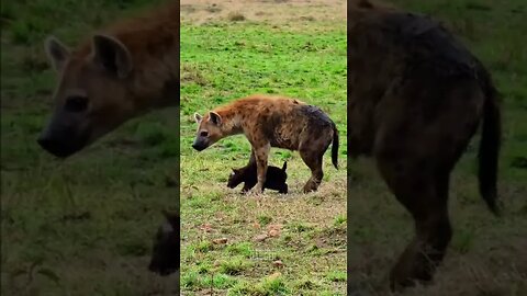 Cute Cub At A Hyena Den #shorts