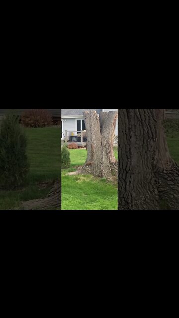 Squirrel family frolicking.