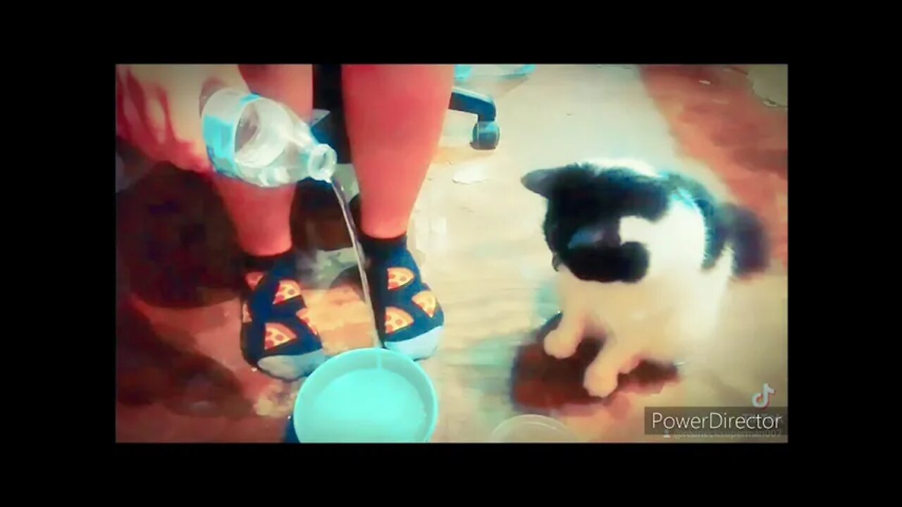 CRAZY CAT KNOWS WHEN ITS BEING FILMED