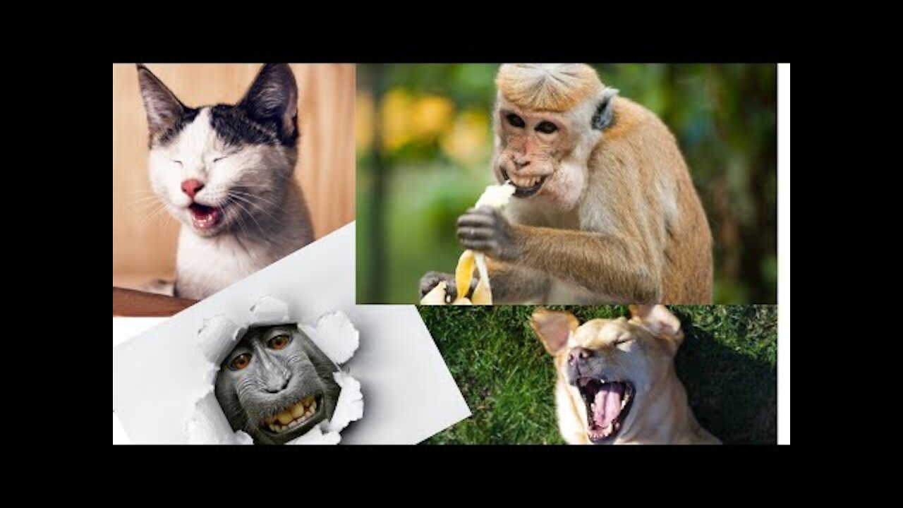 Try not to Laugh _ Try not to Laugh Impossible _ Animals #cat #dog #funny