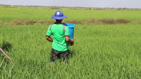 ការបាច់ជីបំប៉ន បែបងាយៗ