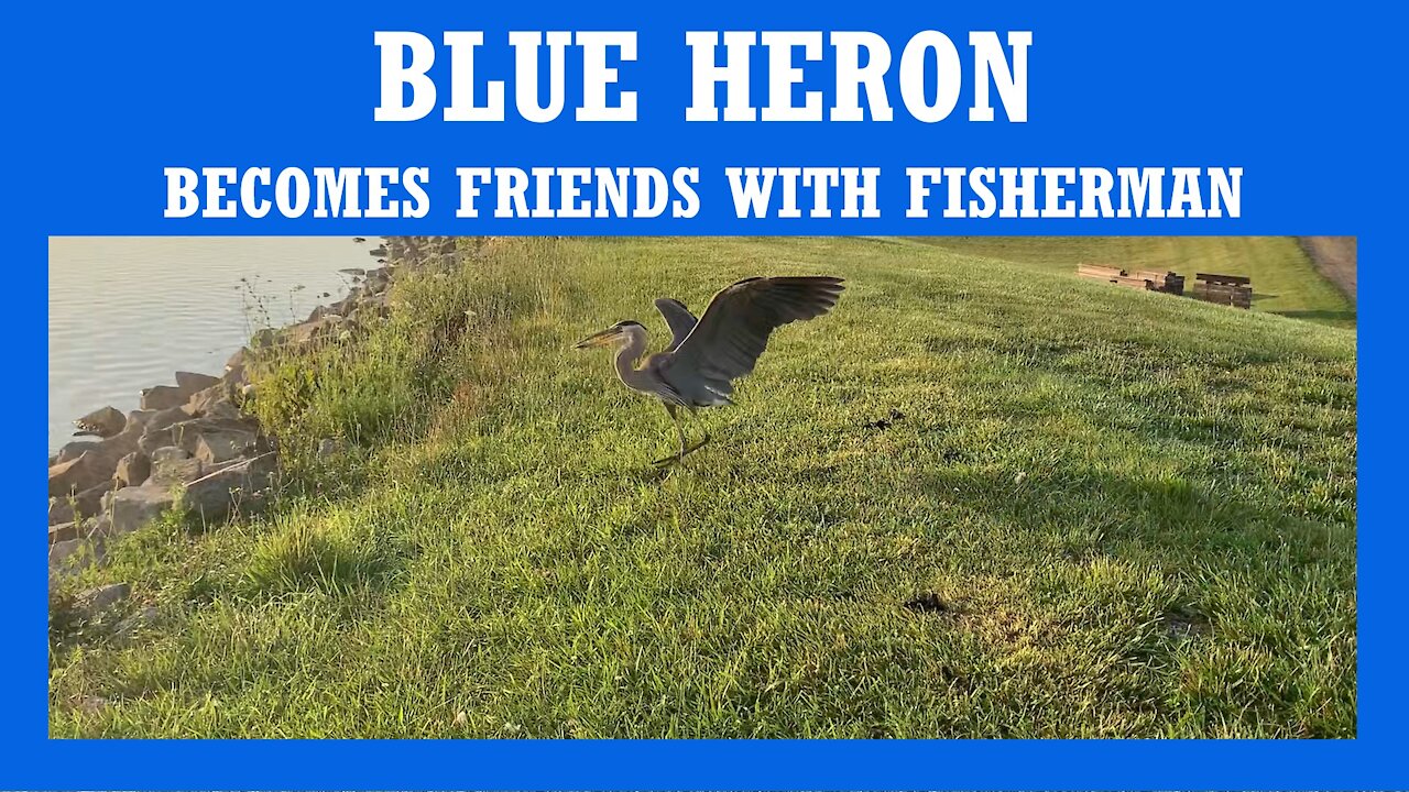 BLUE HERON BECOMES FRIENDS WITH FISHERMAN