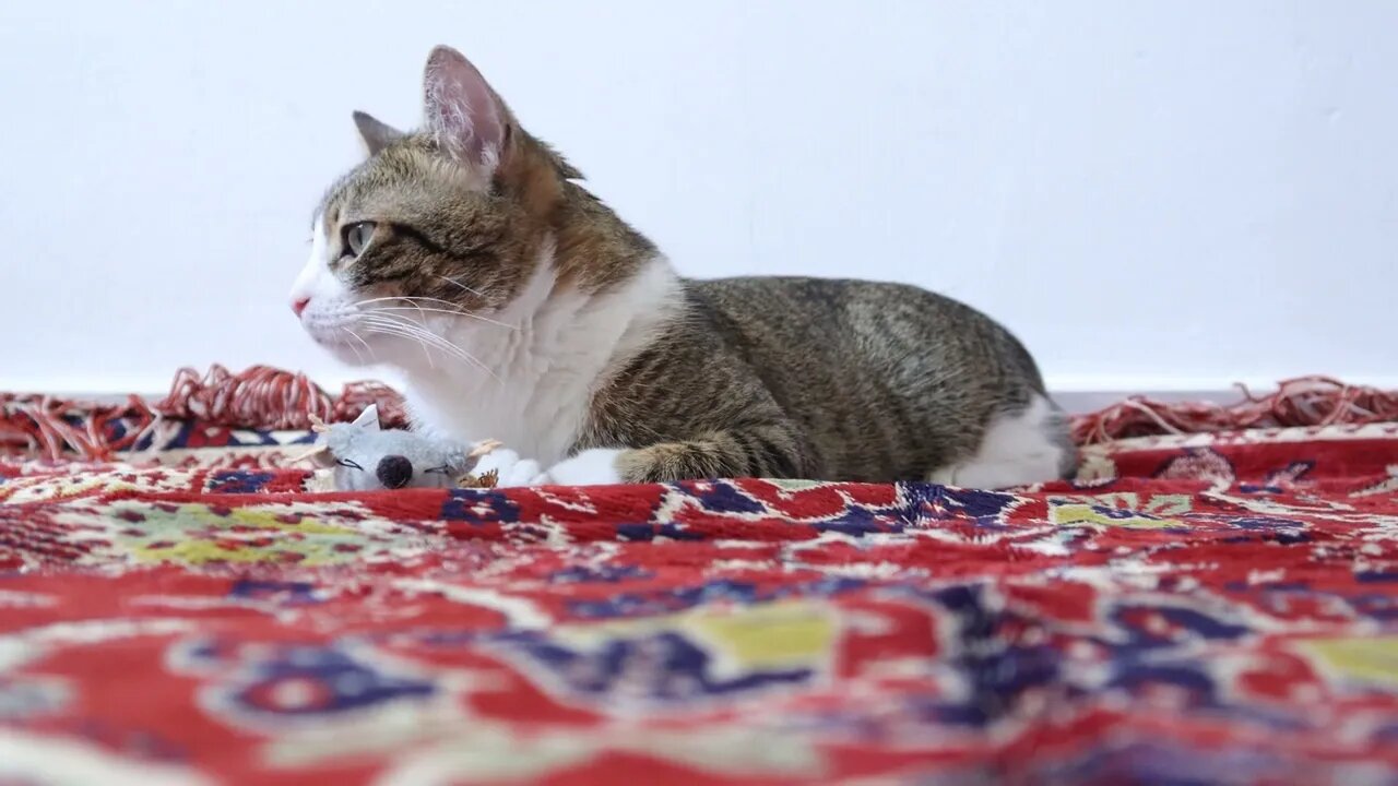 Cute Tabby Cat Sits on the Carpet